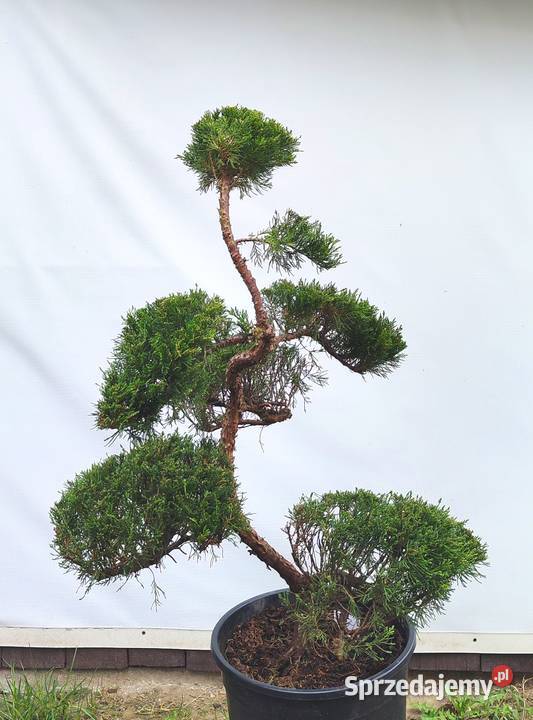 Bonsai Niwaki jałowiec sabiński TAMARISCIFOLIA podkarpackie Medynia Łańcucka