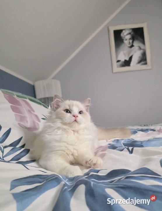 Urocza Lilly kotka hodowlana do hodowli FPL Fife Uścikowo