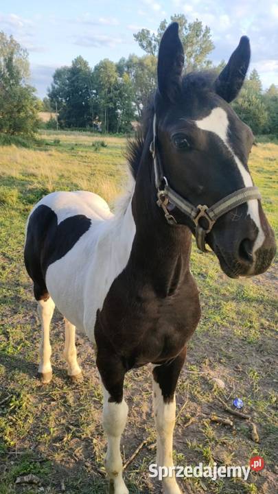 Sprzedam konie Szprotawa sprzedam