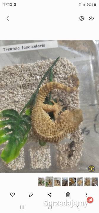 Gekon murowy samiczka Koszalin