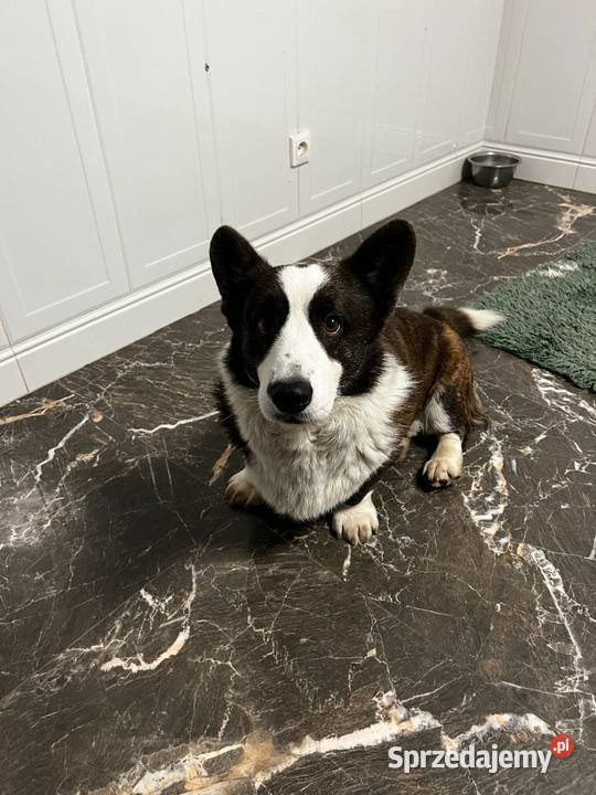 Suczka Welsh Corgi Cardigan rodowód FCI Pozostałe łódzkie Pabianice sprzedam