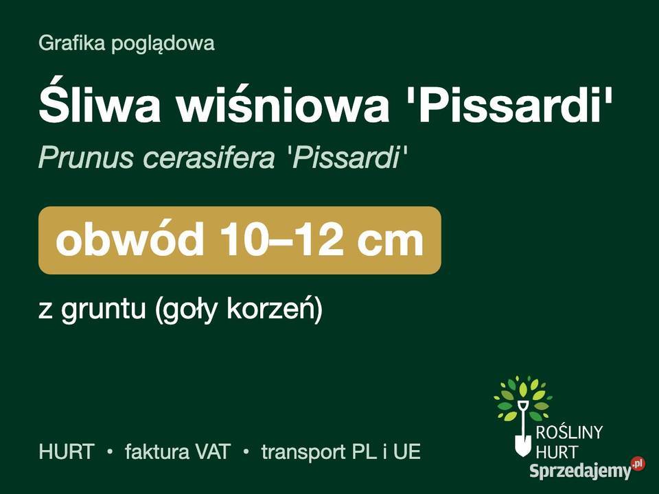 Śliwa wiśniowa Pissardi obwód 1012 z gruntu HURT