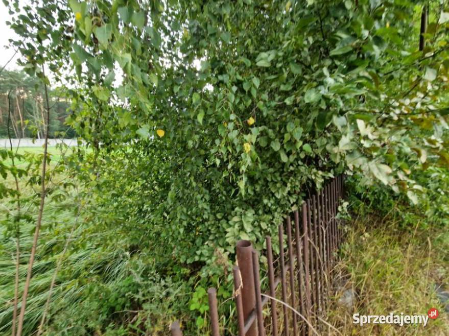 Syndyk sprzeda nieruchomość niezabudowaną we wsi Całowanie