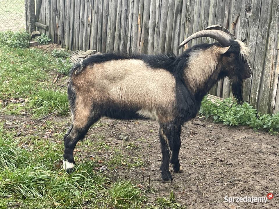 Sprzedam capa dwu letniego łódzkie Działoszyn