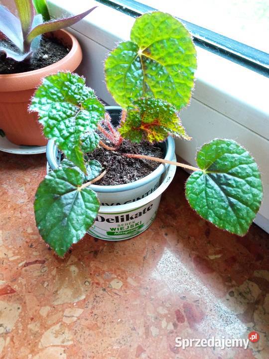 Piękne syngonium 10 Zielone Białystok