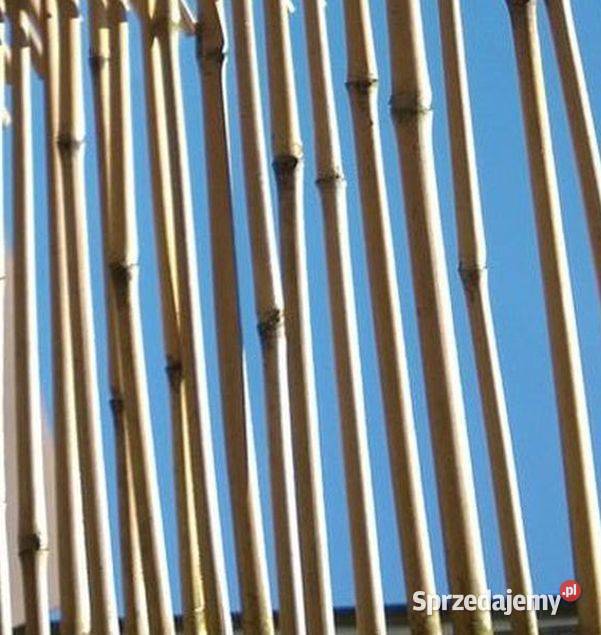 Mocna tyczka podpórka podpora kij bambus do Pszczyna sprzedam