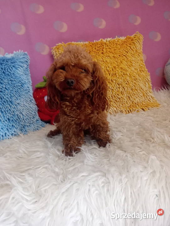 Maltipoo Pudel Maltańczyk mini suczka Psy opolskie Opole sprzedam