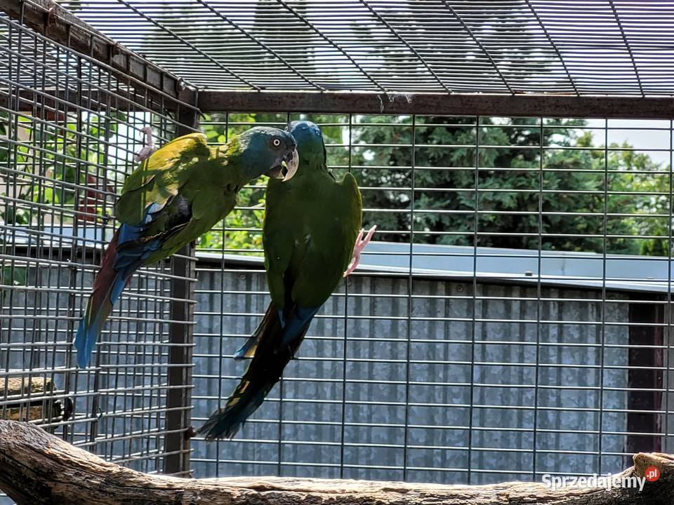 Ara Ary koloni Coloni Para 2014r wielkopolskie Niepruszewo