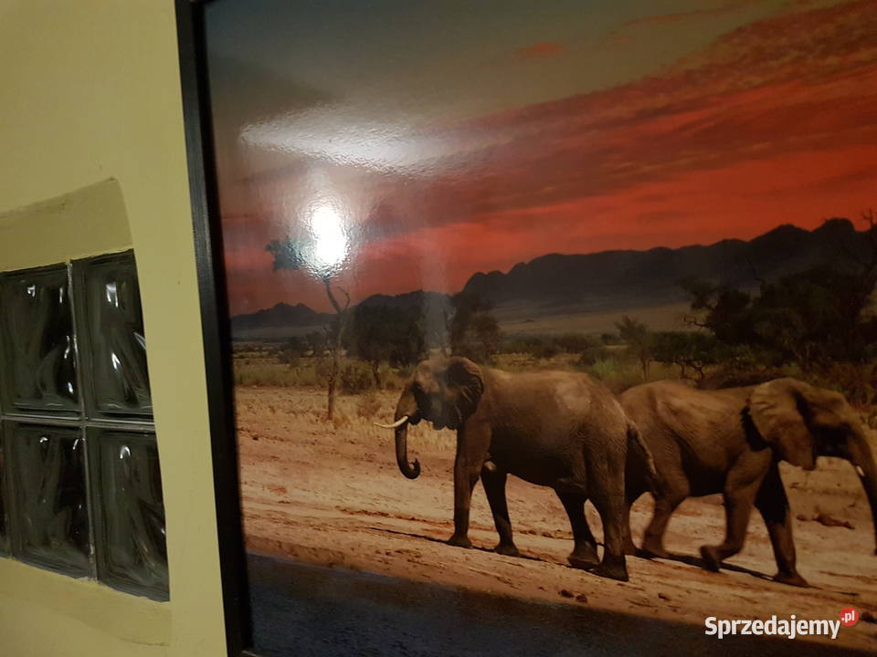 Obraz Slonie sawanna zahód sloncawym 53x103 Mielec