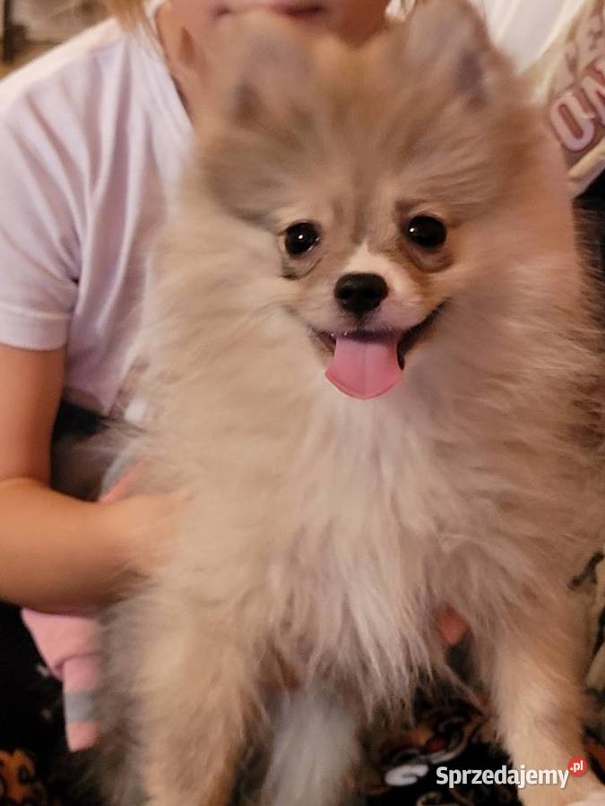 Szpic miniaturowy pomeranian Szpic miniaturowy Staromieście