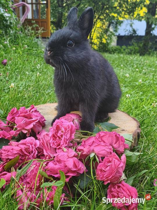 Królik miniaturka mini lop karzełek Kraków