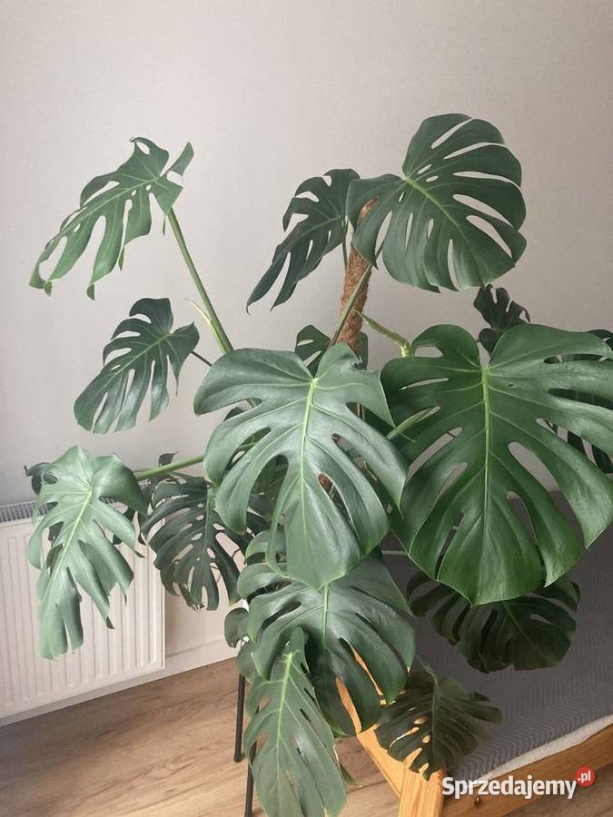 Monstera Rzeszów