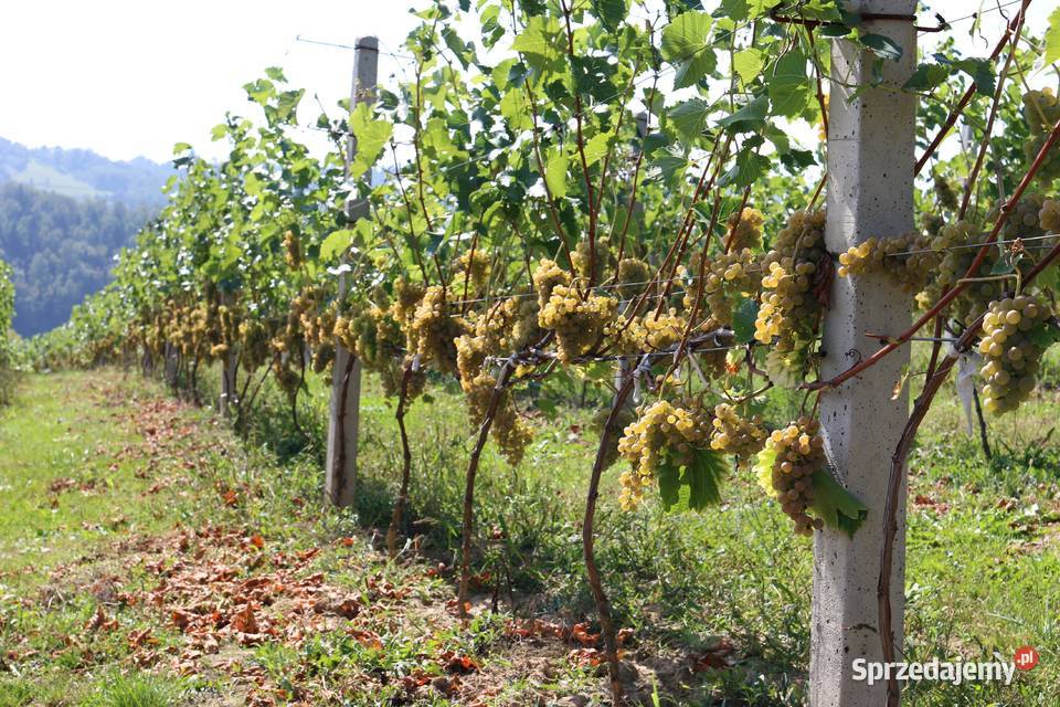 Funkcjonująca Winnica z infrastrukturą i Gwoźnica Górna