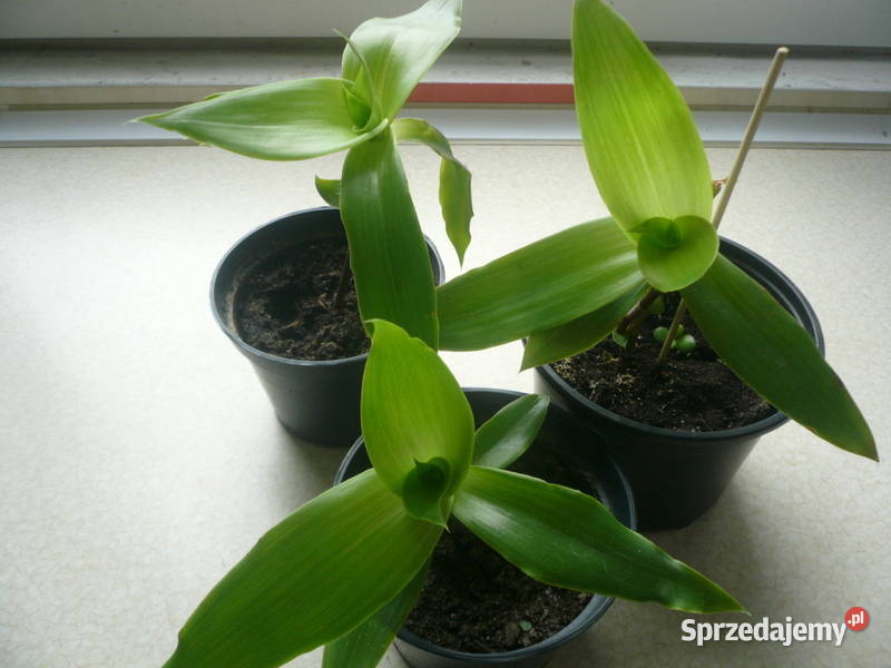 Złoty wąs Callisia Fragrans Kołobrzeg sprzedam