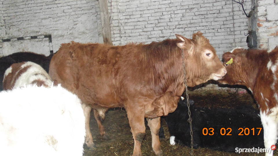 BYK LIMOUSINE 100 na zarodowego Bydło mięsne sprzedam