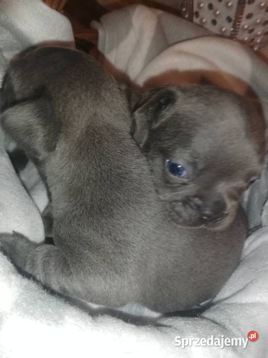 buldog francuski niebieskie Borzęcin