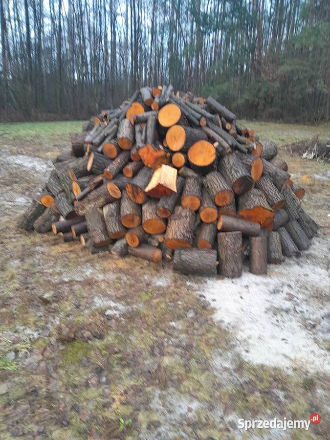 Drzewo drewno Łyczba