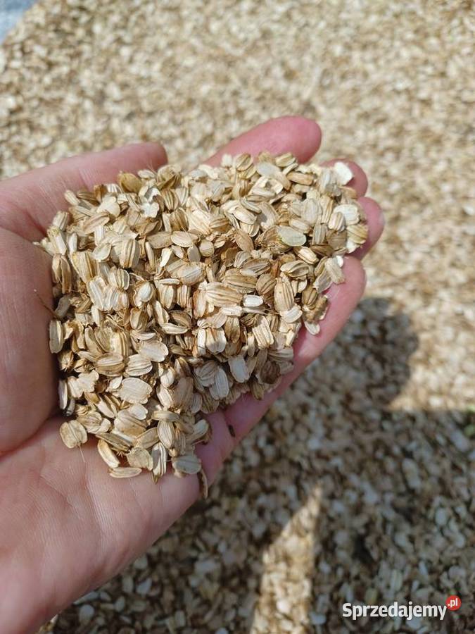 Nasiona arcydziegiel Pozostałe Kraśniczyn