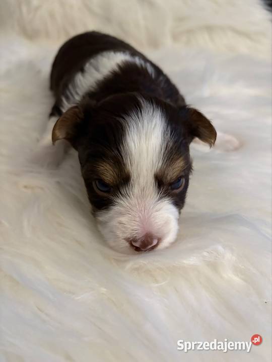 Do Rezerwacji Monte Yorkshire Terier Brio Konin