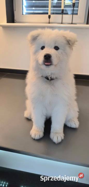 Samoyed 10 tygodniowe szczeniaki Pozostałe Odolanów