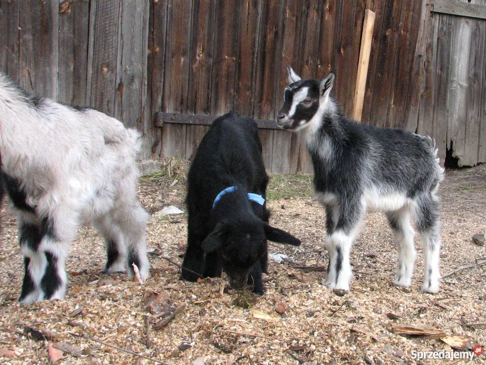TANIO Młode KOZY kózki koźlęta koziołki capki śląskie Janów