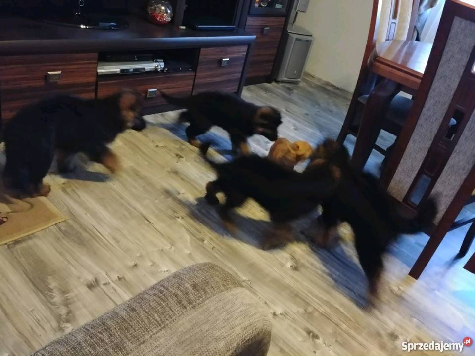 Szczeniaki Owczarka Niemieckiego Długowłosego
