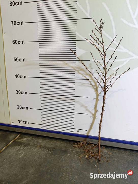 Sadzonki agrestu Mucurines Kamieniar Puszkinskij Pozostałe Stary Pożóg