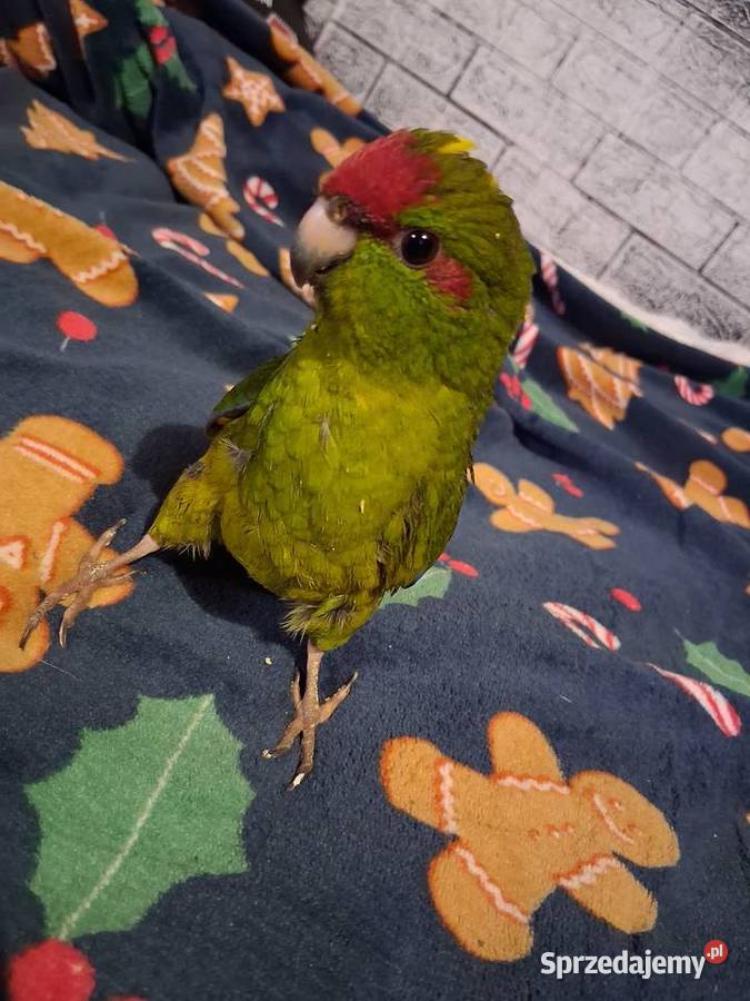 Modrolotka Andrychów