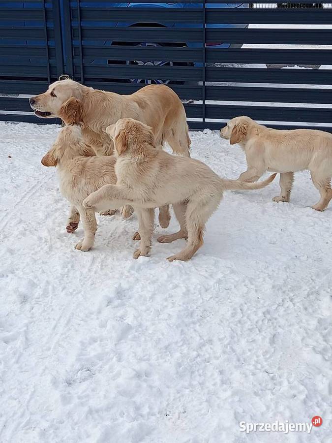 Golden RETRIEVER podkarpackie Tarnobrzeg