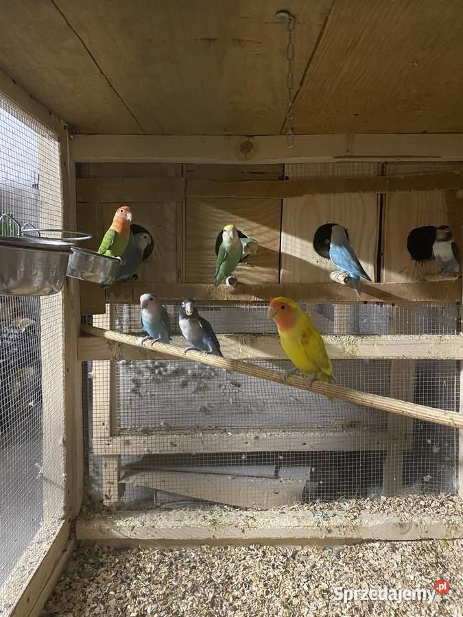 Nierozłączki zmienia dom małopolskie sprzedam