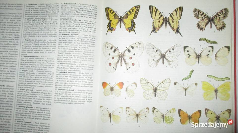 Świat roślin skał i minerałów Świat Kultura i Rozrywka