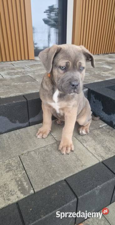 Cane Corso pieski rodowodowe płowe