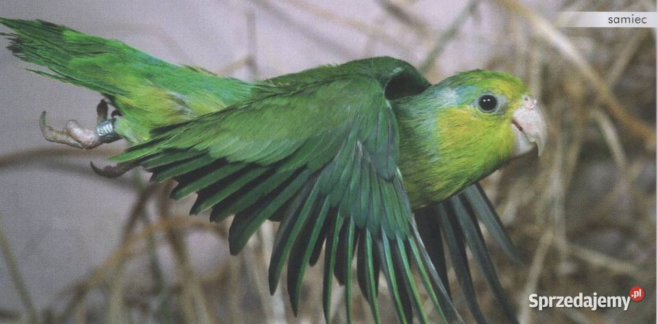 Wróbliczka zielonolica samczyk małopolskie Kraków sprzedam