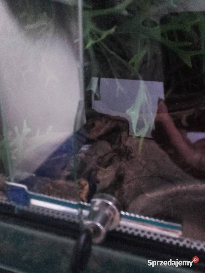 Wąż mleczny z terrarium Trzebinia sprzedam