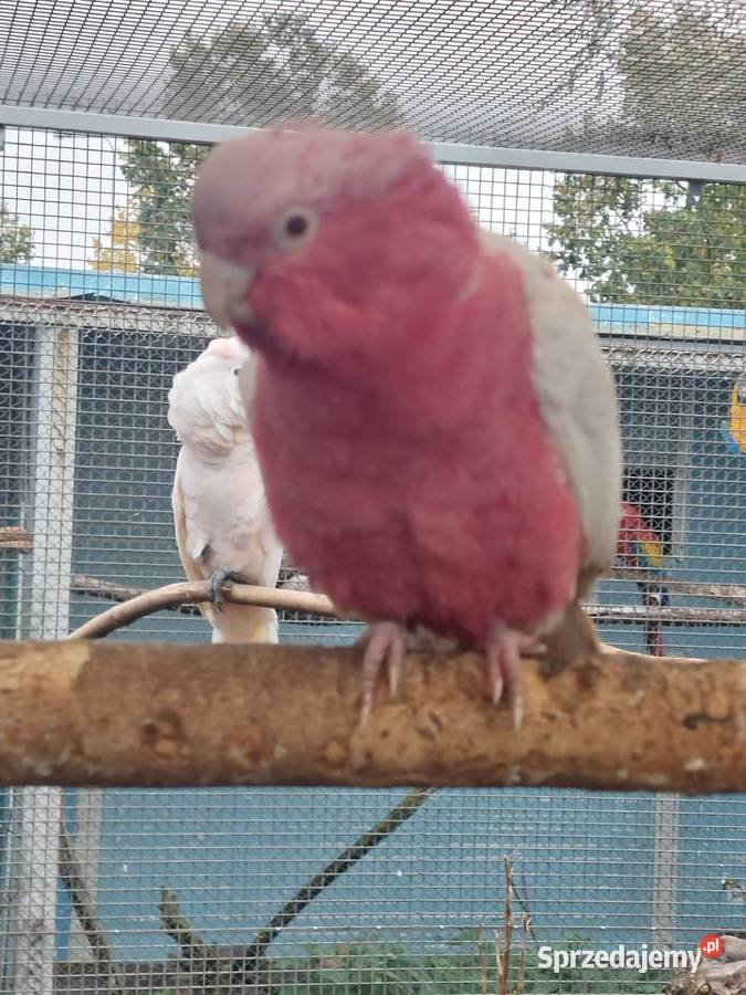 Sprzedam papugi Grodzisk Wielkopolski