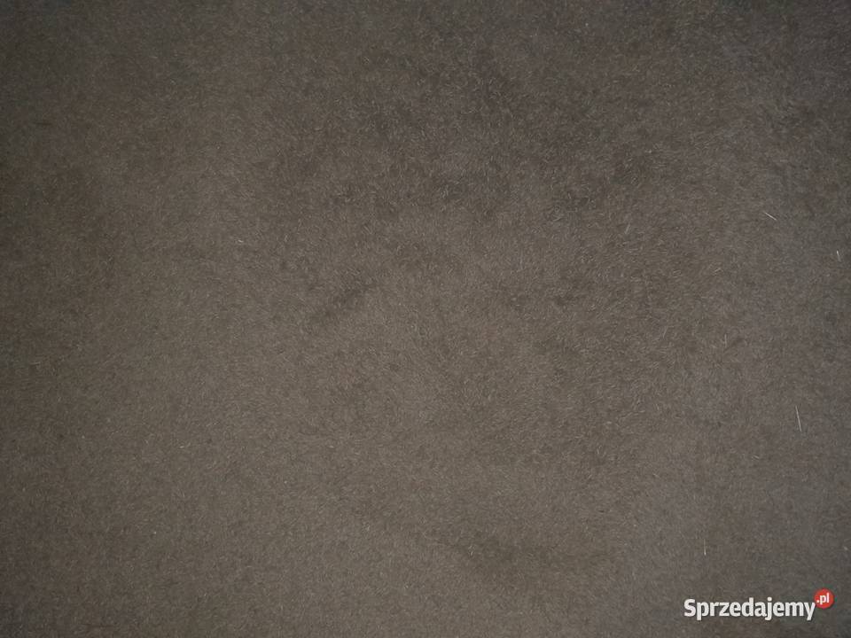 Owies Bingo zbiór 2025 Pcim