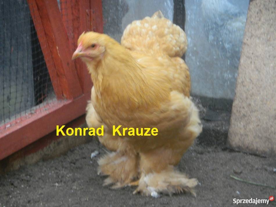 Kochin Olbrzymi różne kolory czysto rasowe młode Konin sprzedam