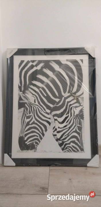 OBRAZ ZEBRY 60X80 NOWY Obrazki i obrazy Legionowo