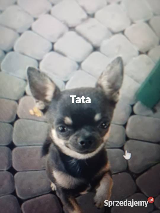 Chihuahua XSS Krótkowłosa Przepiękna Zgierz