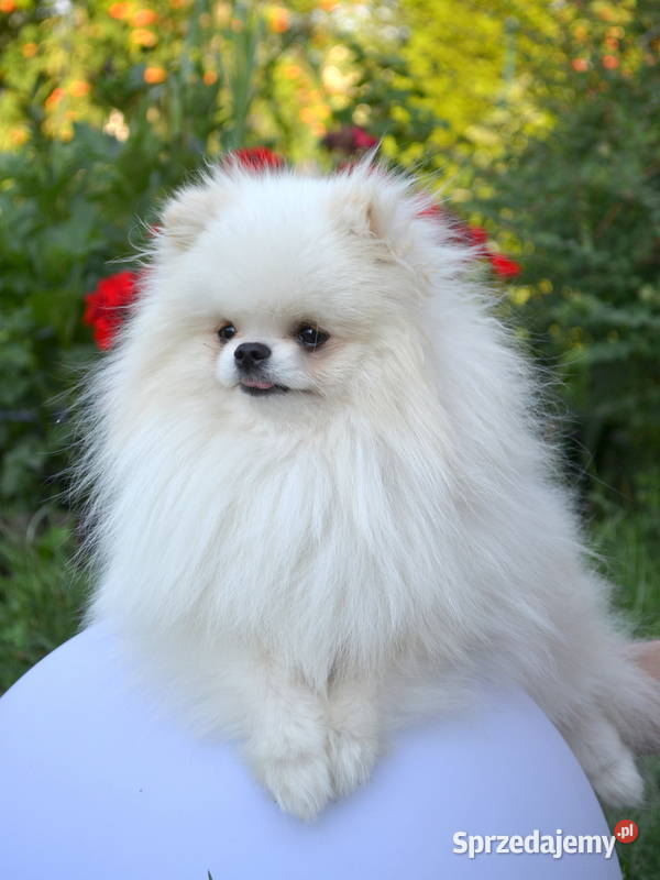 SZPIC MINIATUROWY POMERANIAN ŚLICZNE PIESKI łódzkie Drogusza