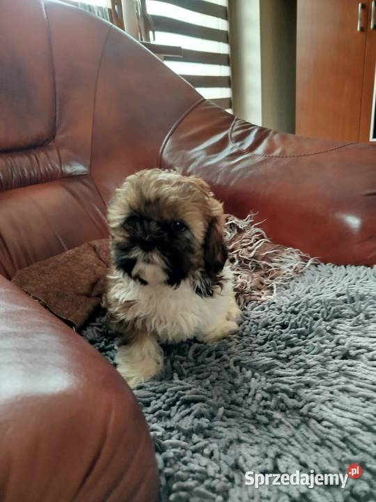 Shih Tzu