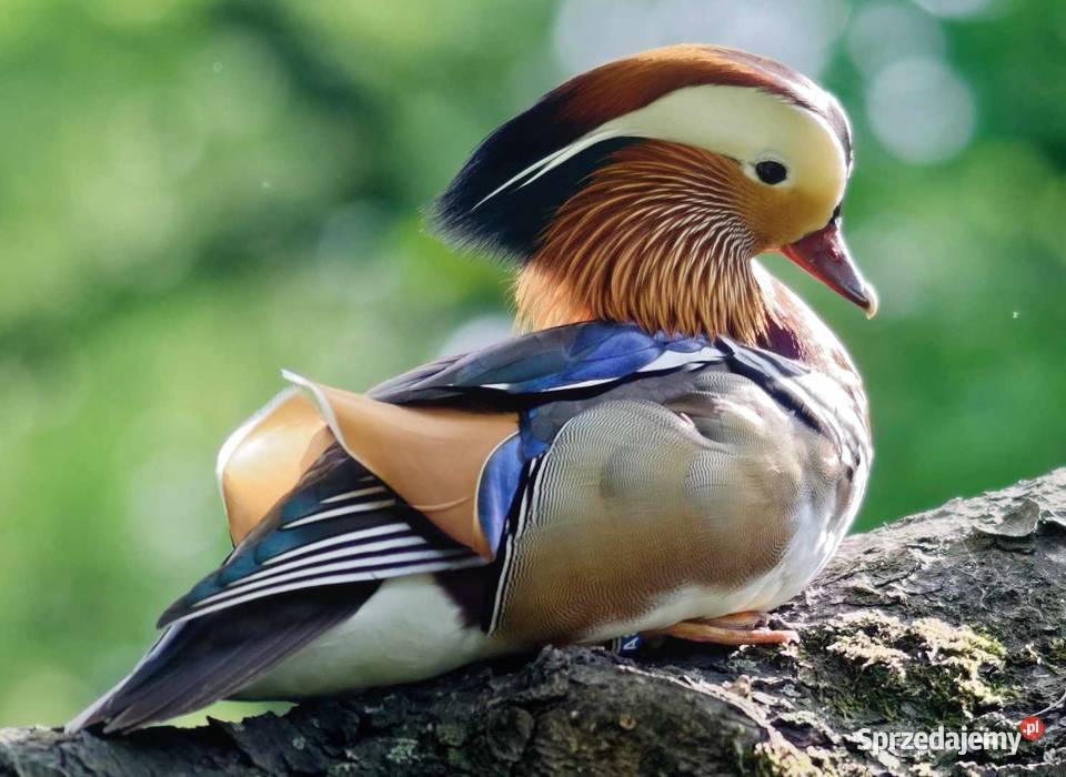 Kaczka mandarynka świętokrzyskie sprzedam