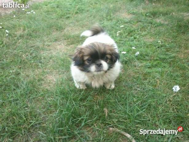 pekinczyki Stradunia