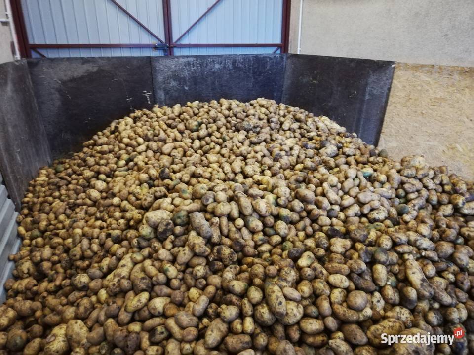 Ziemniaki paszowe małopolskie Niedomice sprzedam