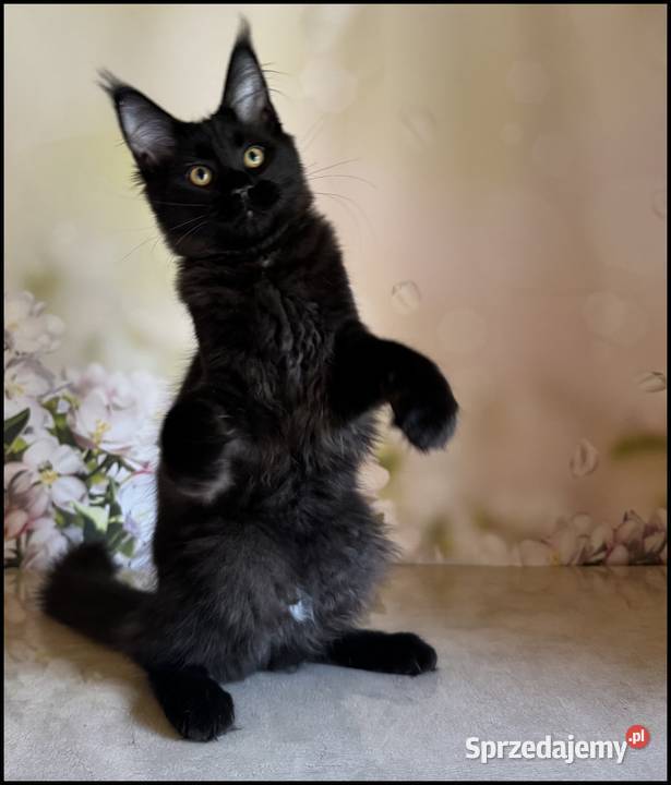 Koteczka Maine Coon Kosma Kraków