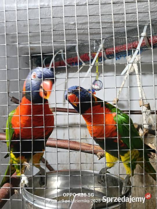 Lorysa 2025 listopad śląskie Rybnik