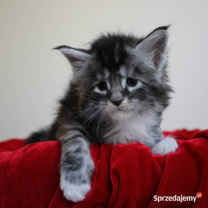 Kociaczki maine coon Kociaczki maine coon