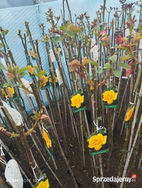 Róża sztamowa Dom i Ogród sprzedam