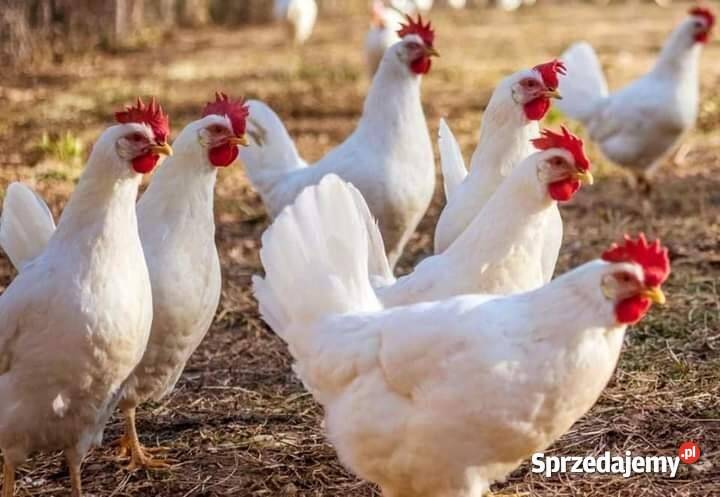Ferma sprzeda kury LEGHORN l3 Żagań