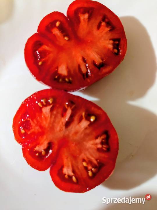 Rosyjski pomidor odporny na zz i przymrozki z Kraków